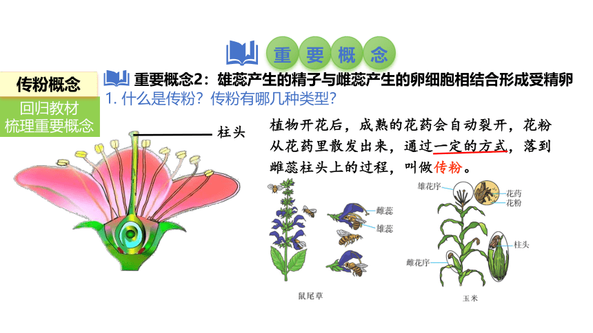 2024中考一轮复习：第8讲 被子植物的开花和结果课件(共20张PPT)