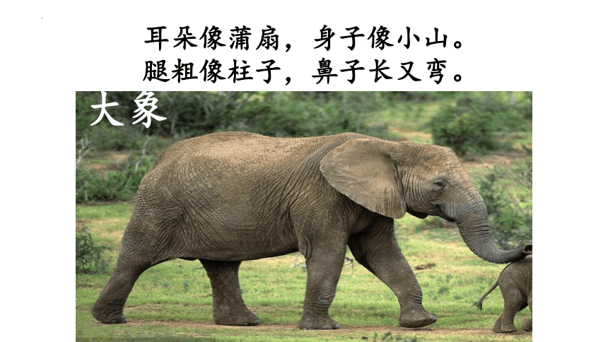 19 大象的耳朵 课件(共38张PPT)
