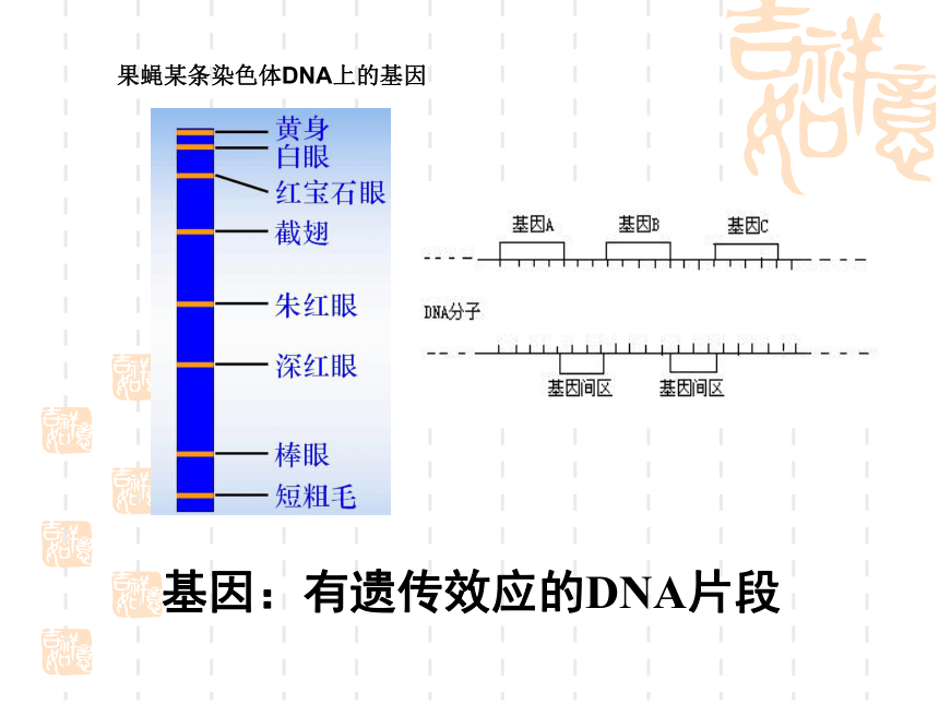 苏教版高中生物必修2第2章第三节《基因控制蛋白质的合成》微课教学课件(共37张PPT)