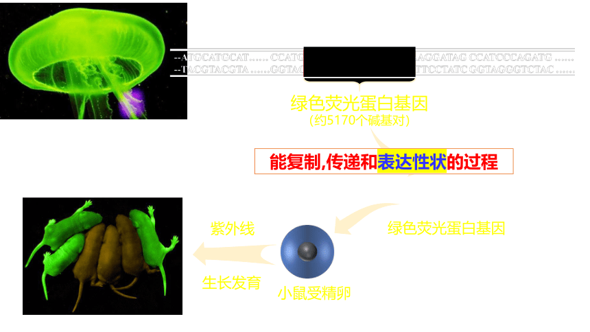 3.4基因通常是有遗传效应的DNA片段-人教版2019必修2(共33张PPT)