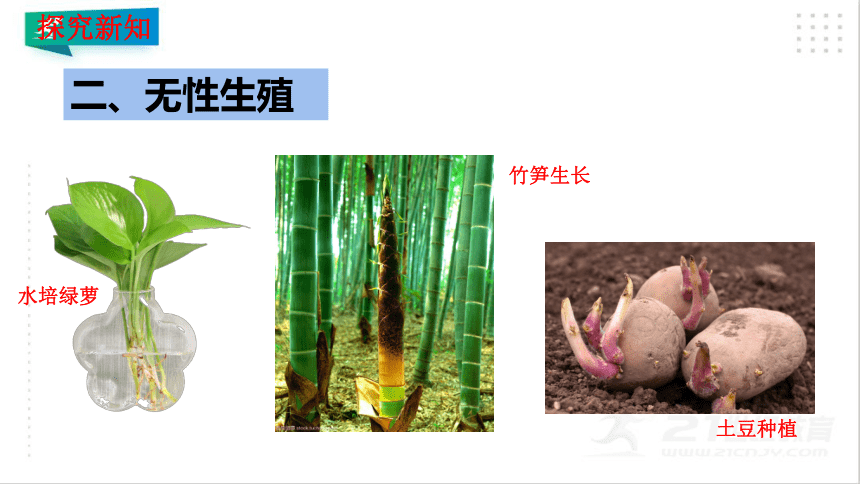 7.1.1 植物的生殖-课件（共31张PPT）