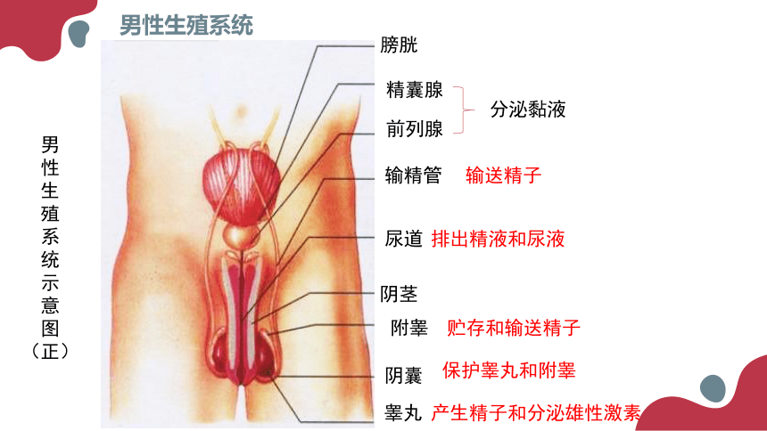 2020--2021学年人教版生物七年级下册 4.1.2人的生殖  课件 （36张PPT）