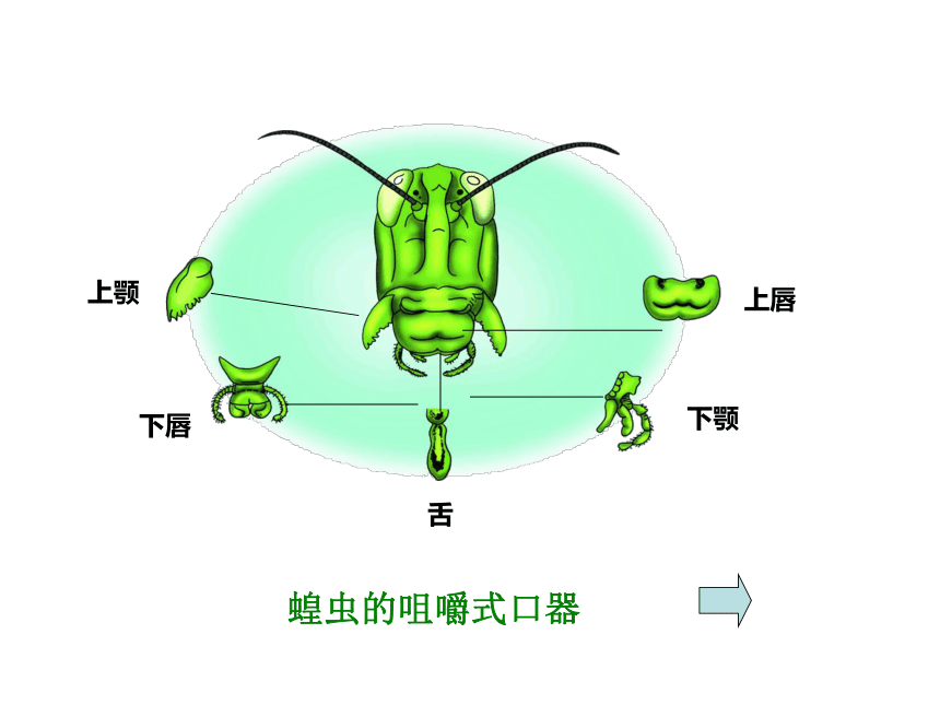 冀教版七上生物 4.5节肢动物 课件（27张PPT）