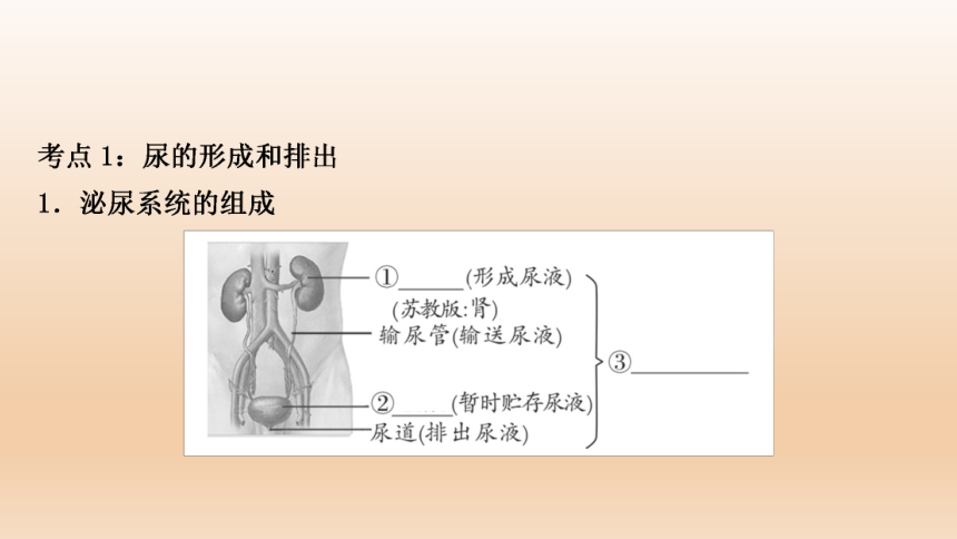 2023年中考生物复习专题★★人体代谢废物的排出.ppt(共27张PPT)