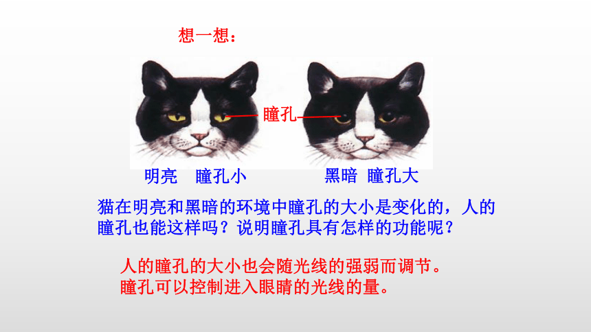 2021-2022学年人教版生物七年级下册4.6.1人体对外界环境的感知课件(共24张PPT)