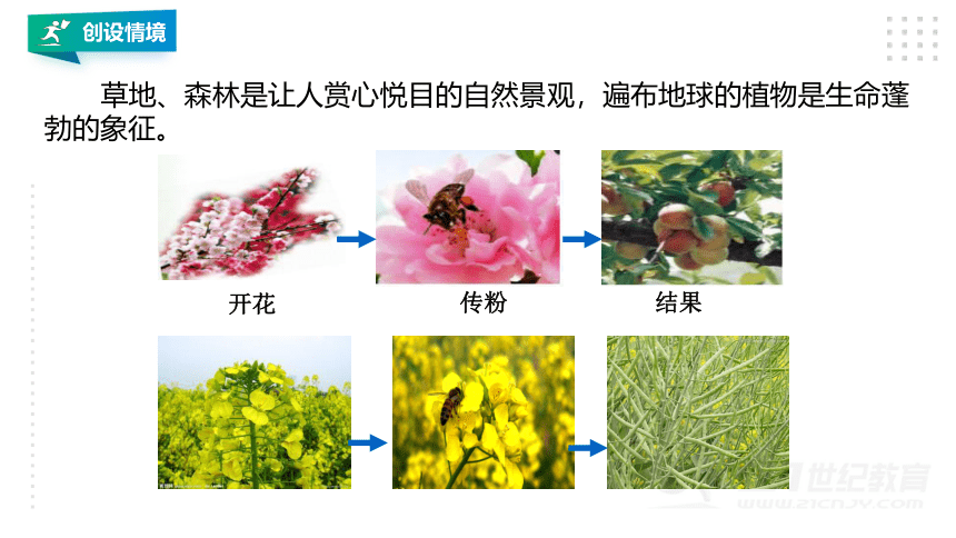 第5节 常见的植物(第1课时）（课件 16张PPT）