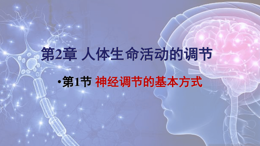 2.1.2神经调节课件(共26张PPT)2022-2023学年沪教版生命科学第一册
