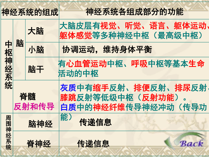 3.5.3神经调节的基本方式课件(共33张PPT)2022--2023学年济南版生物七年级下册