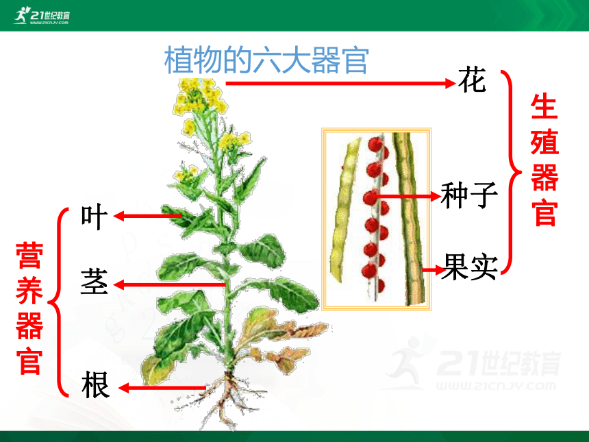 2.2.3 植物体的结构层次（课件）（共18张PPT）