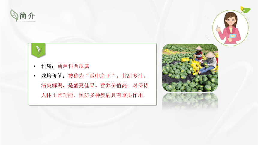 7.1西瓜生物学特性 课件(共22张PPT)-《蔬菜生产技术》同步教学（湖南科技出版社）