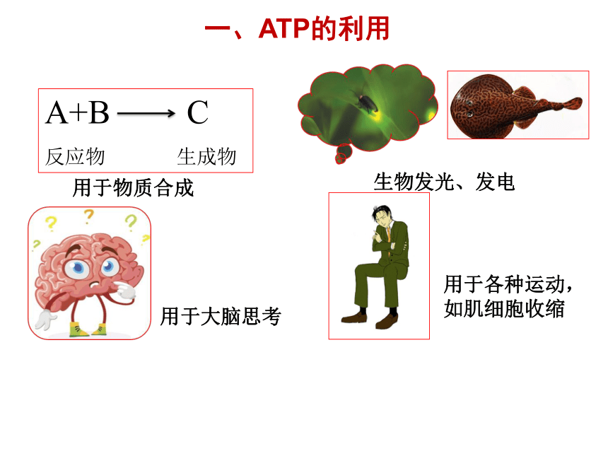 人教版高一生物5.2 细胞的能量“通货”-ATP （共32张ppt）