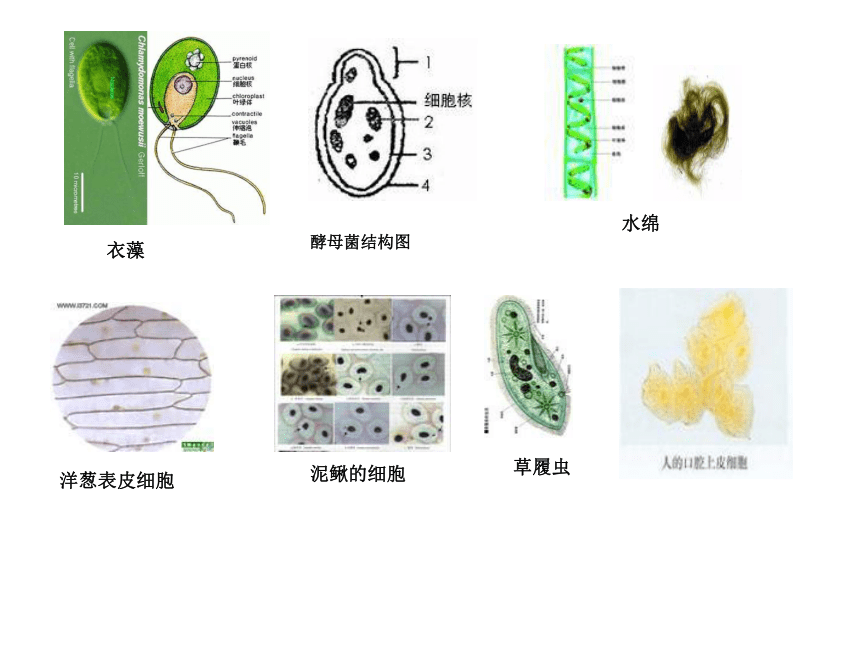 高中生物必修1人教版1.2细胞的多样性和统一性(共46张ppt)