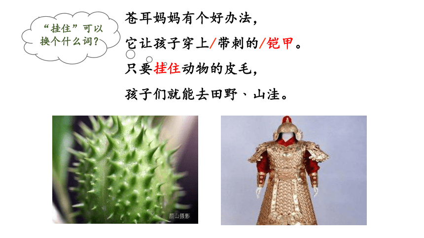 3 植物妈妈有办法 第二课时（课件）(共14张PPT)