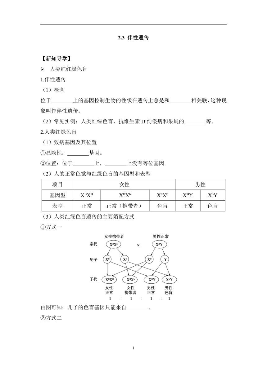 2.3伴性遗传——2022-2023学年高一生物学人教版（2019）必修二课前导学（含解析）