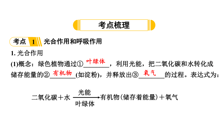 3.4  植物的光合作用、呼吸作用与植物在生物圈中的作用复习课件(共59张PPT)