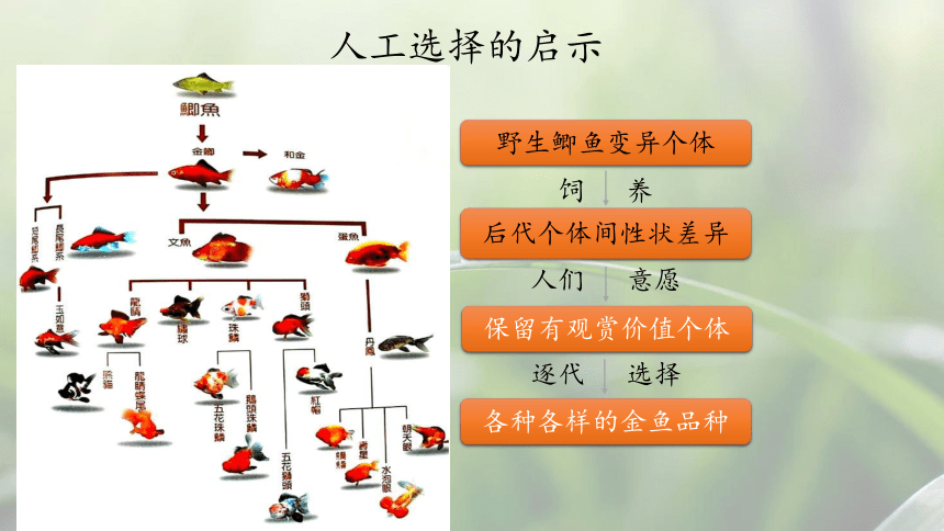 7.21.2生物的进化（第2课时）课件(共17张PPT)2022--2023学年北师大版八年级下册