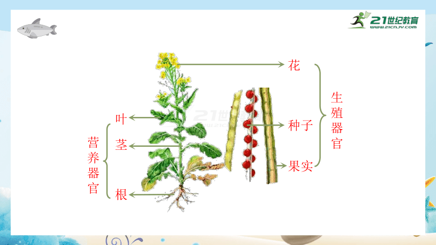 人教版七年级生物上册2.2.3《植物体的结构层次》同步课件（32张ppt）