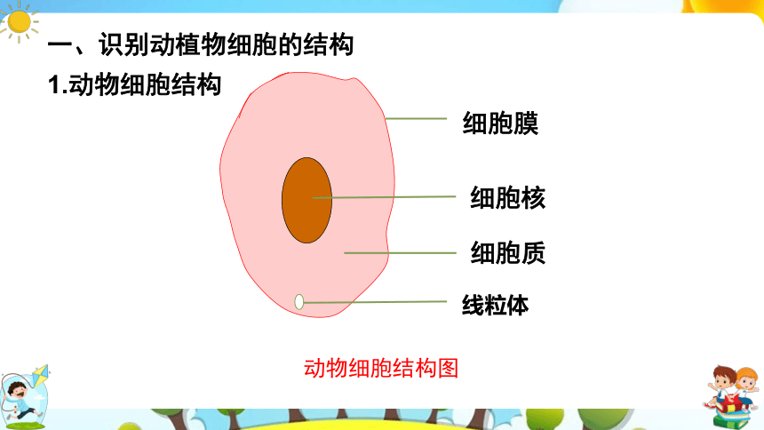 8.1 生物体的基本结构（第2课时）课件（共43张PPT）七年级下册生物（苏科版）