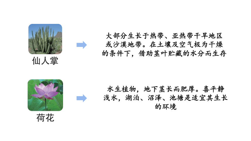 大象版（2017秋） 六年级下册1.4  植物与环境 课件(共21张PPT)