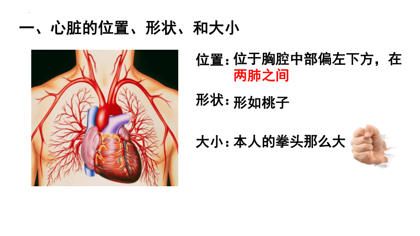 4.4.3输送血液的泵-心脏课件（共22张PPT ） 人教版生物七年级下册
