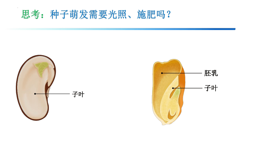 3.2.1种子的萌发课件(共19张PPT)2022-2023学年七年级人教版生物上册