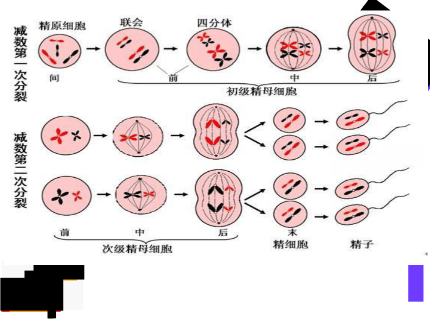 3.1 体内受精和早期胚胎发育课件2020-2021学年高二生物人教版选修三 （68张ppt）