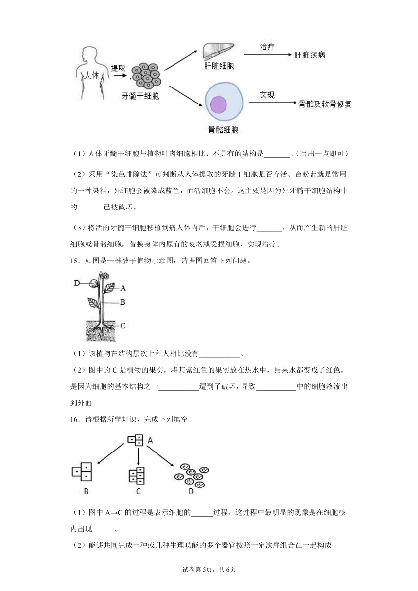 2.3生物体的结构层次 过关练习（含解析）