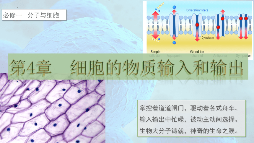 4.2 主动运输与胞吞、胞吐-高一生物课件（共29张PPT）（人教版2019必修1）