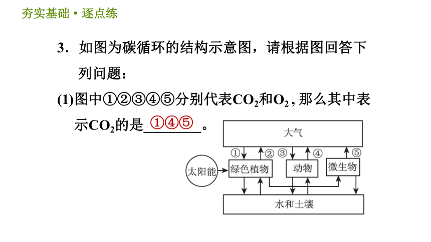 华师版九年级下册科学课件 第3章 3.2 自然界中的碳循环和氧循环同步练习（31张PPT）