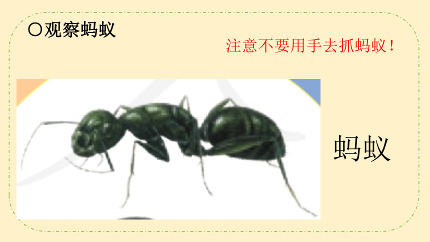 人教鄂教版（2017秋） 二年级下册3.7 蚂蚁  课件 (共24张PPT)