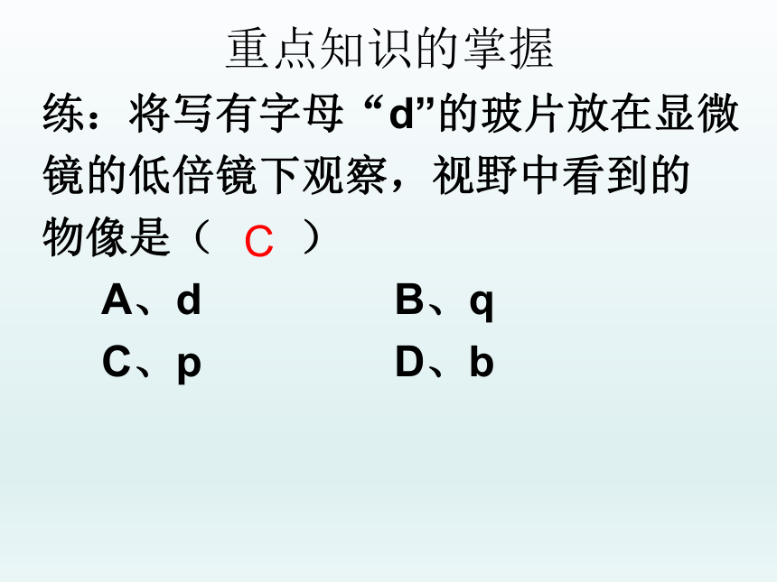 人教版七年级生物上册第二单元生物体的结构层次期中复习课件(共19张PPT)