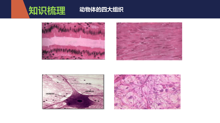 2021-2022学年人教版七年级生物上册第二单元  生物体的结构层次  复习课件(共20张PPT)