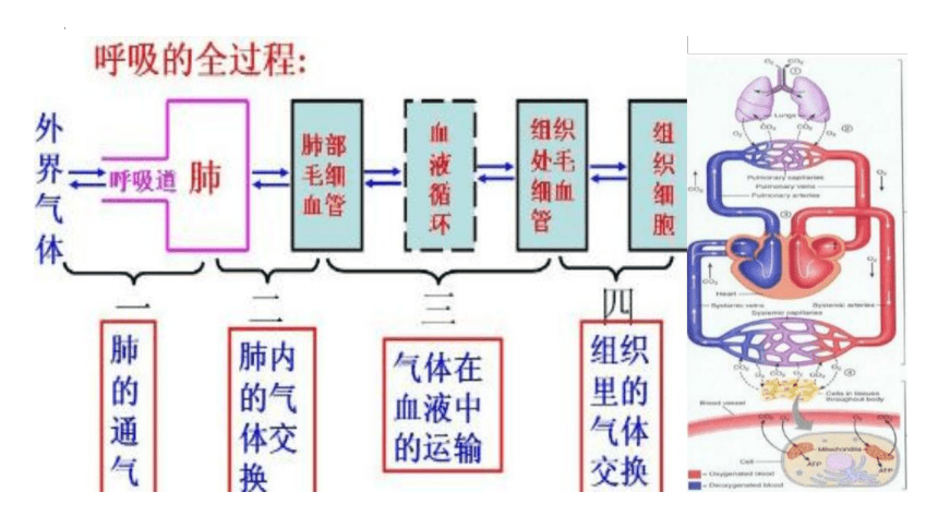 第一篇 常见症状 呼吸困难课件(共55张PPT)《诊断学基础》同步教学（人卫版）