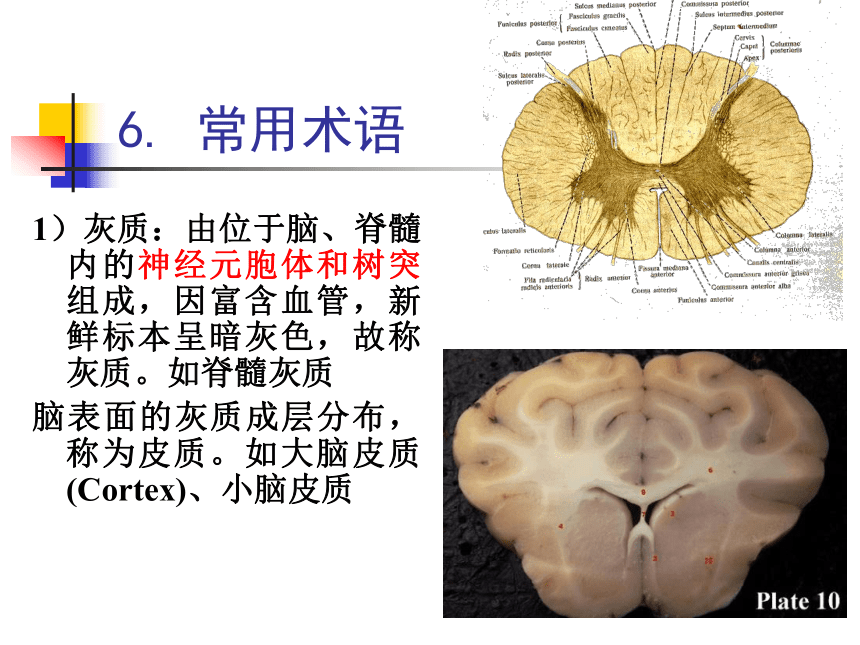 11.神经系统-1  课件(共30张PPT) - 《畜禽解剖生理学》同步教学（高教版）