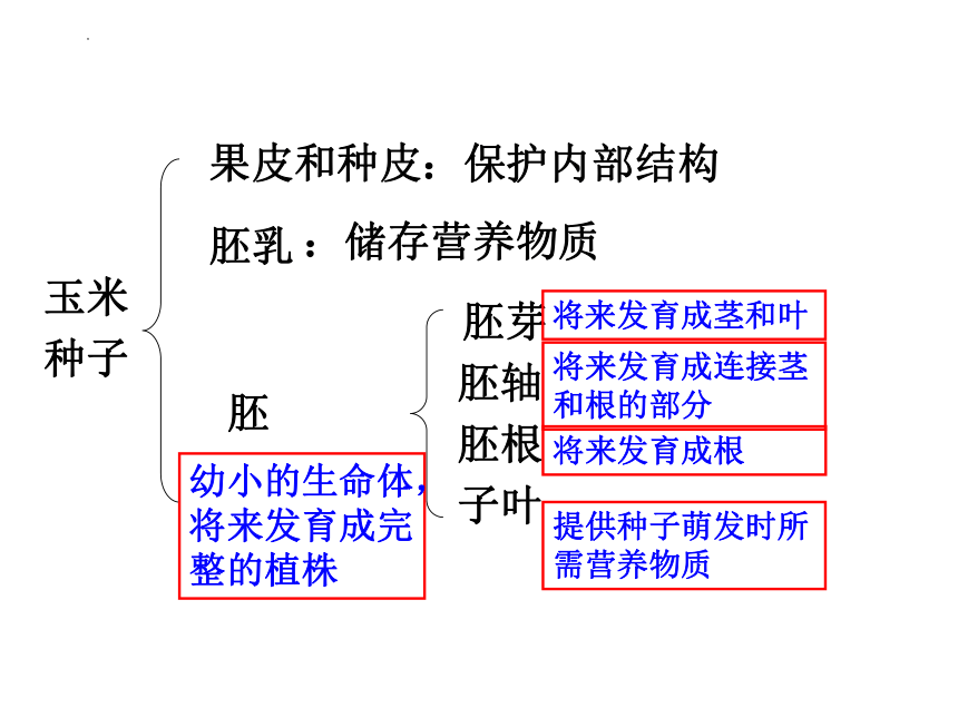 3.1.2 种子植物课件(共33张PPT)2022--2023学年人教版生物七年级上册