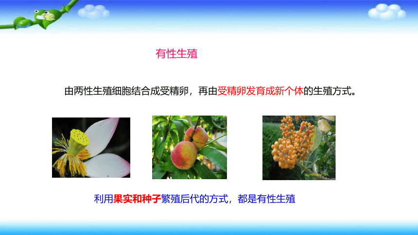 7.1.1植物的生殖课件2021—2022学年人教版生物八年级下册  课件 (共49张PPT)