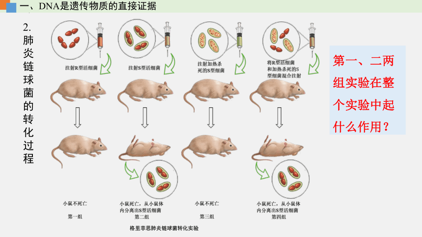 2021-2022学年高一生物浙科版（2019）必修2第三章第一节核酸是遗传物质（课件）（36张ppt）