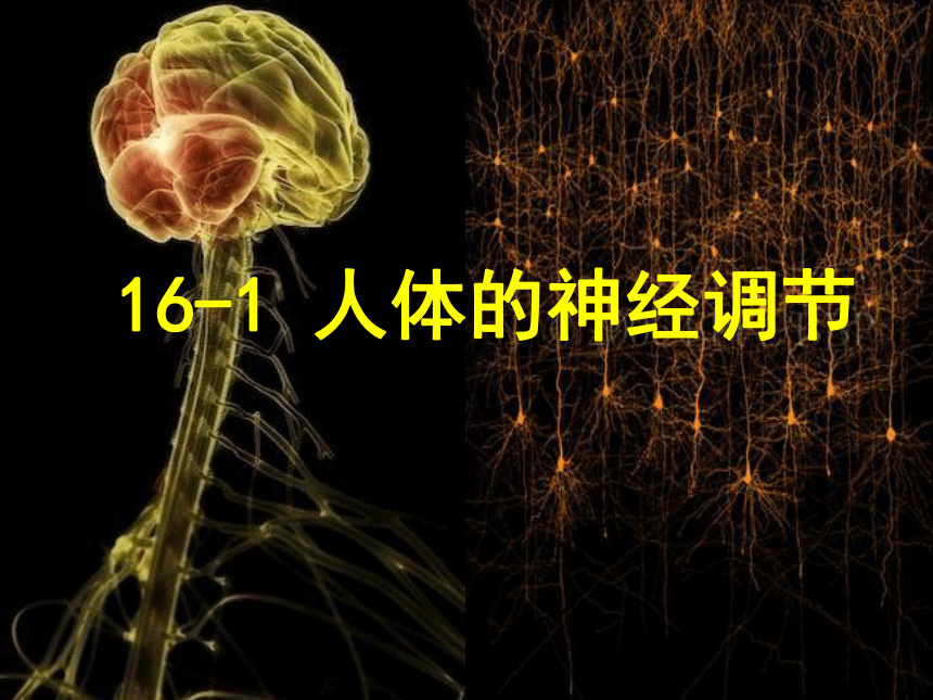 16.1人体的神经调节课件(共42张PPT)2022--2023学年苏科版生物八年级上册
