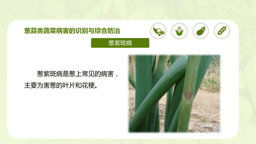 4.6 葱蒜类蔬菜病虫害及防治 课件(共30张PPT)-《蔬菜生产技术》同步教学（中国农业出版社）