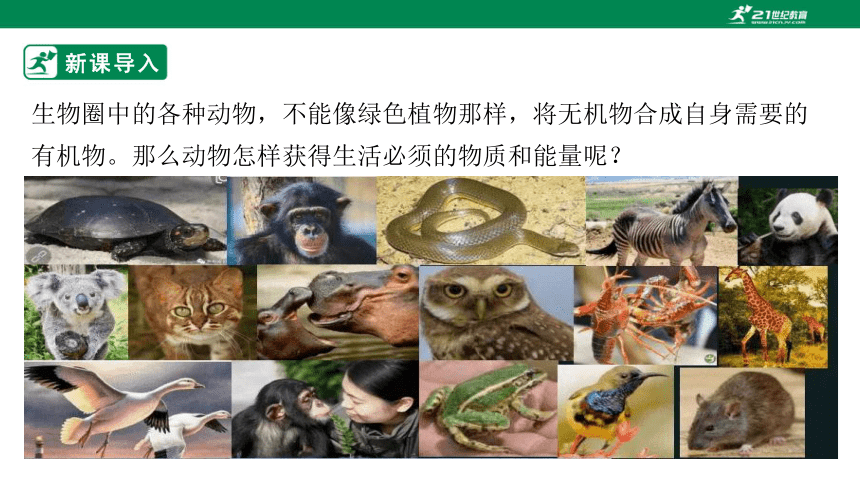 【北师大版】5.17.1 动物在生物圈中的作用-2022-2023学年八年级生物上册同步课件(共33张PPT)