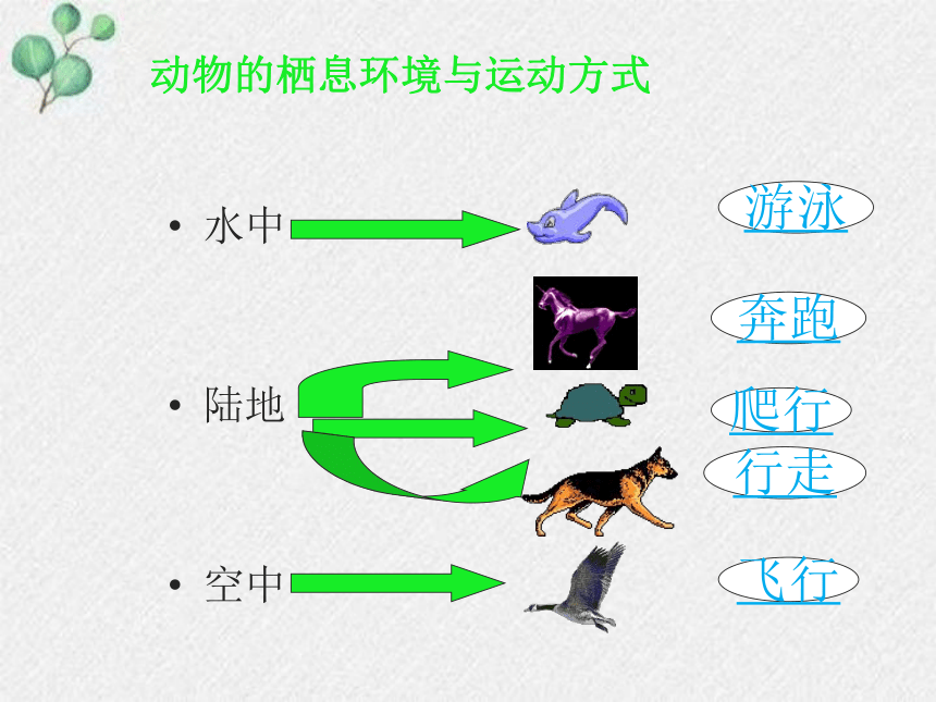 15.1动物运动的方式课件(共19张PPT)