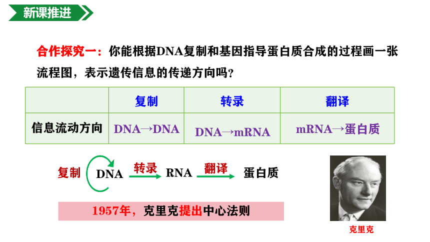 4.1.3基因指导蛋白质的合成课件(共24张PPT)-人教版（2019）必修2