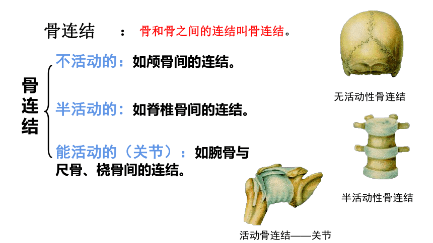 2021--2022学年人教版生物八年级上册5.2.1动物的运动 课件 （35张PPT）