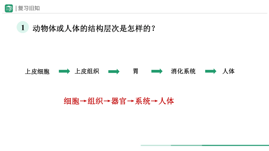 2.2.3 植物体的结构层次（教学课件）-+2023-2024学年七年级生物上册精品课件(共23张PPT)