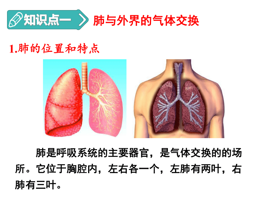 2020-2021学年人教版七年级生物下册4.3.2 发生在肺内的气体交换 -课件（25张PPT）