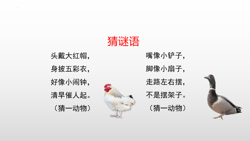 4 小公鸡和小鸭子 课件(共39张PPT)