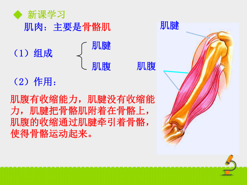 第二节 动物运动依赖于一定的结构 课件（23张PPT）