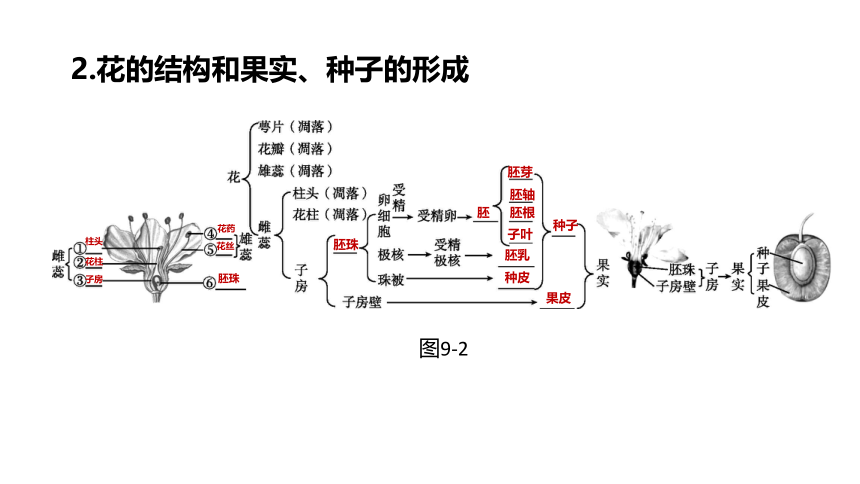 2022年浙江省中考科学一轮复习 第09课时　生物的生殖和发育（课件 37张PPT）