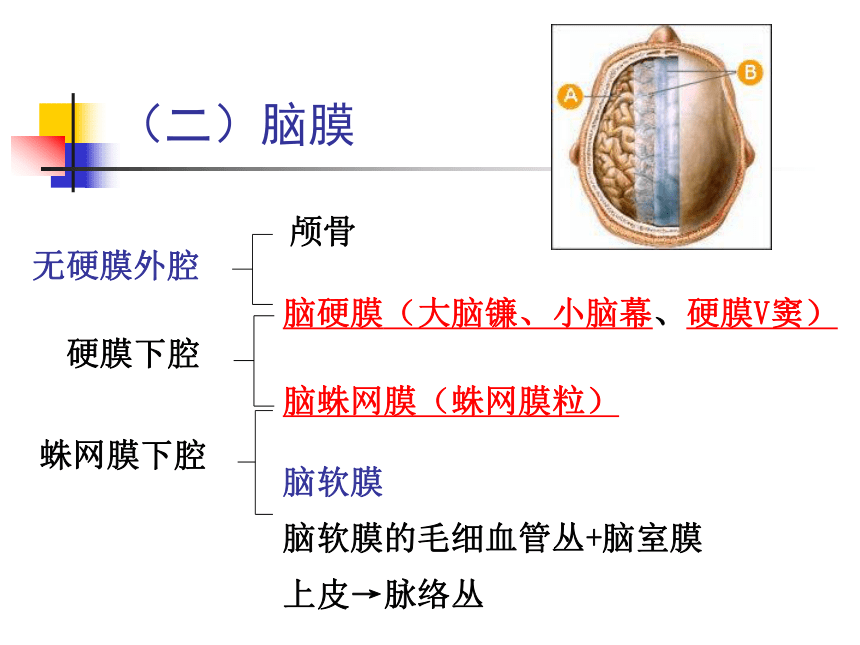 11.神经系统-5  课件(共47张PPT) - 《畜禽解剖生理学》同步教学（高教版）