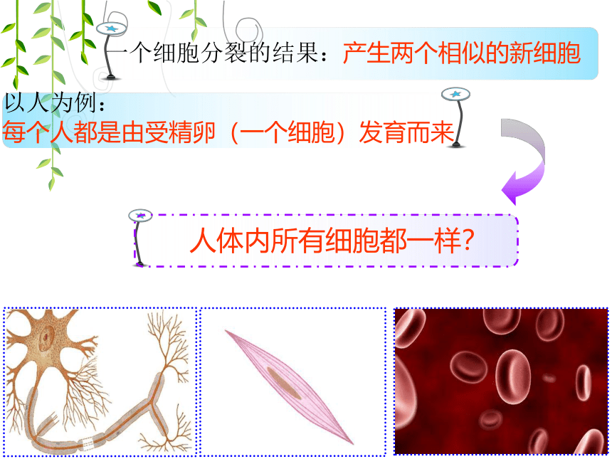 2.4.1 细胞分化形成组织课件（共22张ppt）2022--2023学年北师大版生物七年级上册